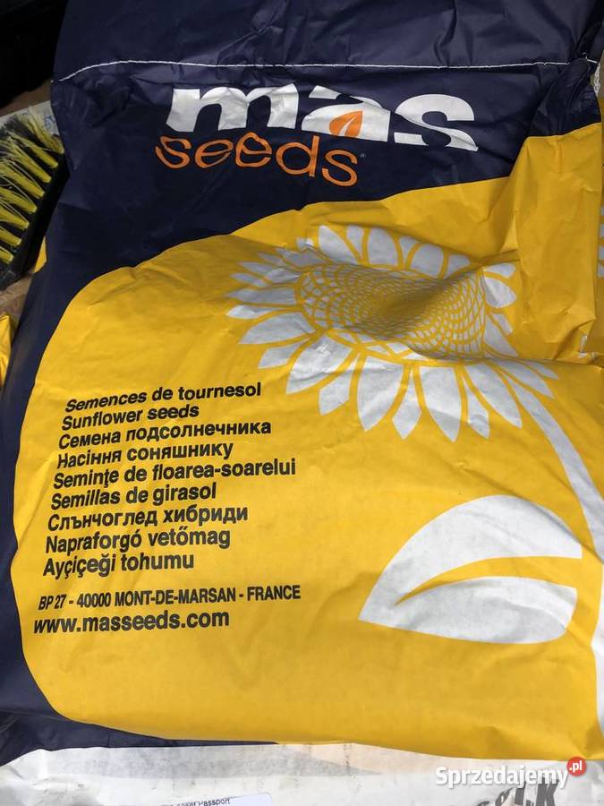 Słonecznik MAS 81K MAS 83 SU MAS 823SU MAS 900 Opatów