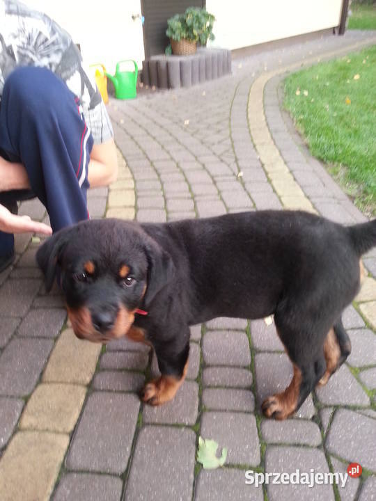 Sprzedam Rottweilera suczkę 3miesięczną Grójec