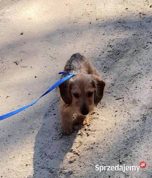 Jamnik szorstkowłosy króliczy pomorskie Klonowo Dolne