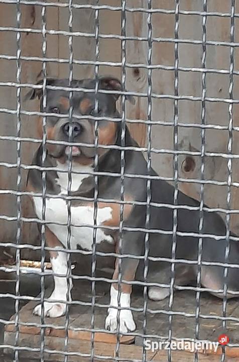 Amstaff BLUE TRICOLOR