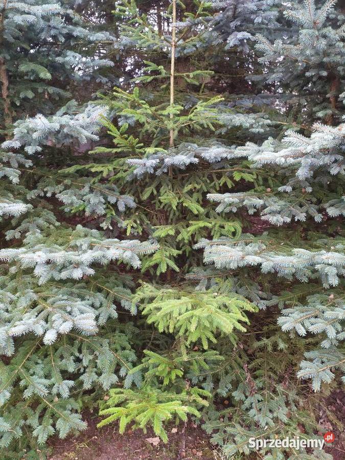 Choinki z własnej plantacji podkarpackie Zaleszany