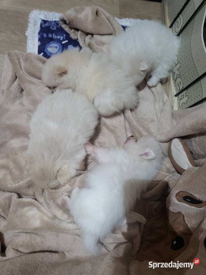 Szpic miniaturowy pomeranian Szpic miniaturowy Suchy Las