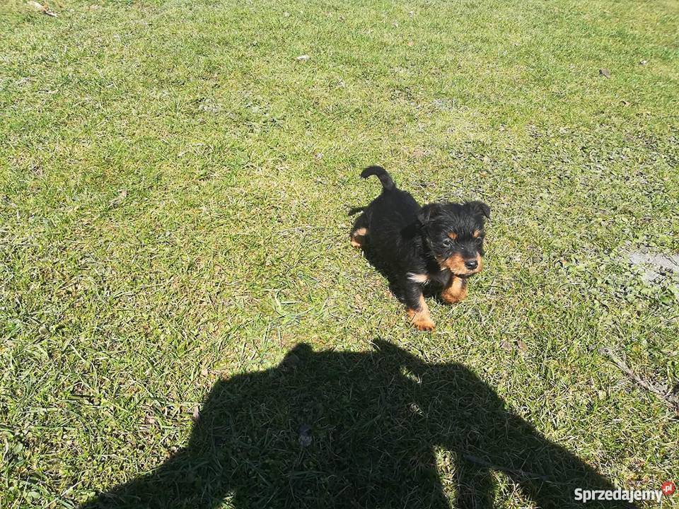 terier niemiecki myśliwski Pozostałe małopolskie Ciężkowice sprzedam