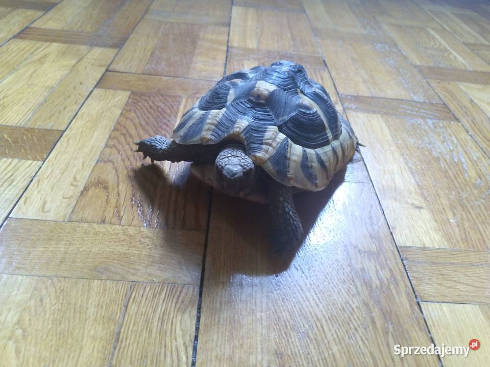 Sprzedam źółwia greckiego lądowego Bydgoszcz