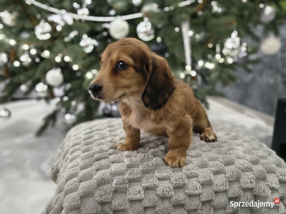 Jamnik długowłosy miniaturowy rudy gen kremowy Żychlin