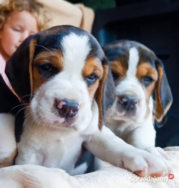 Beagle tricolor szczenięta Sokołów Podlaski