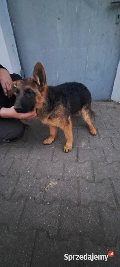 Szczeniak owczarka niemieckieckiego Zębowice