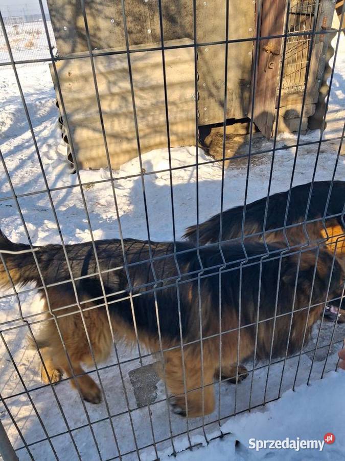 Owcxarki niemieckie mazowieckie Wyszków