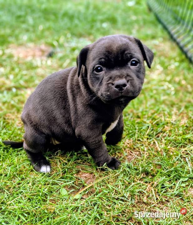 Staffordshire bull terrier Przysucha sprzedam