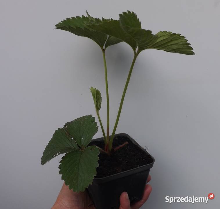 Sadzonki truskawek MIX Gniezno sprzedam