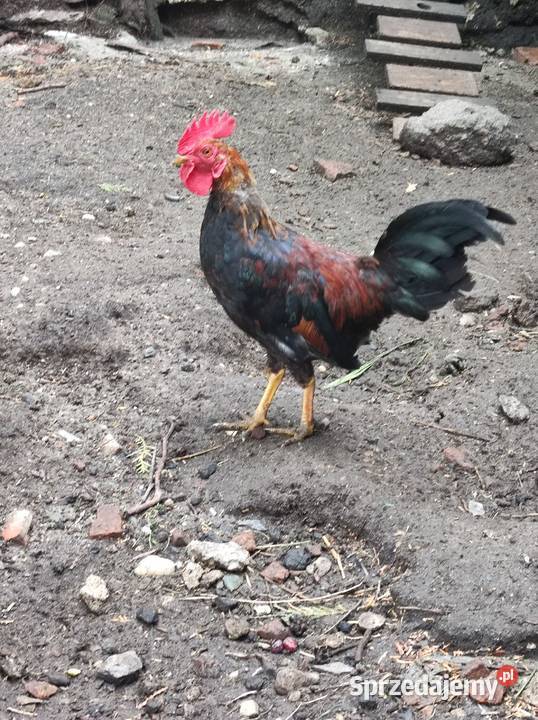 Liliputek karzełek Młodoszowice