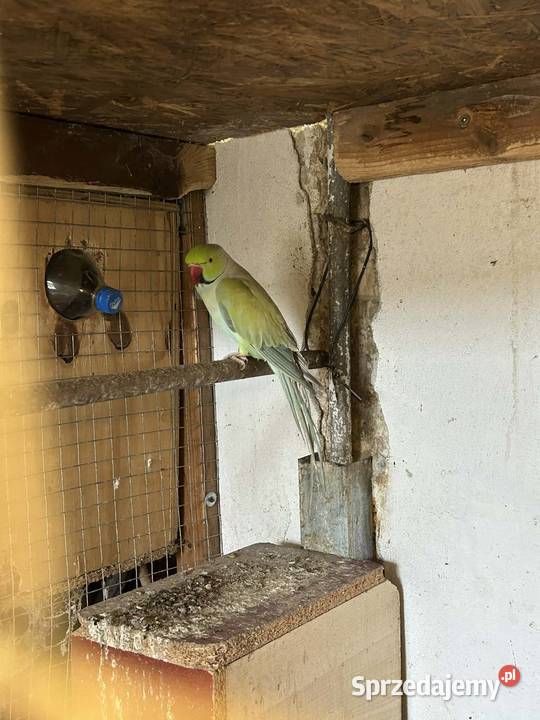 Aleksandretta obrożna samiec Skała