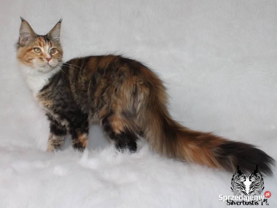 Kocięta Maine Coon kociego behawiorysty Nowa Ruda