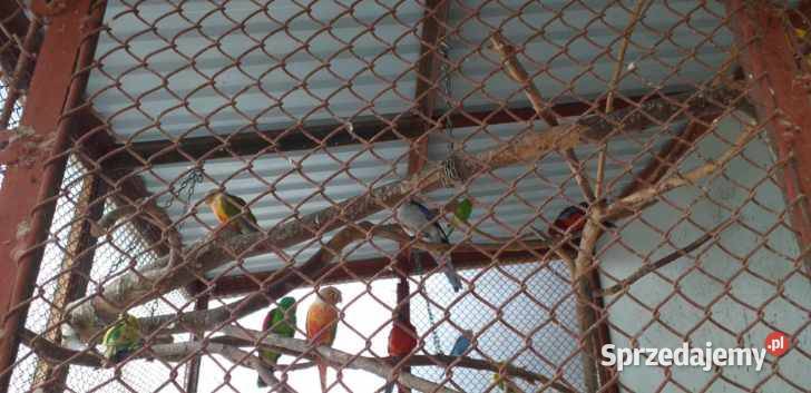 Sprzedam Aleksandrety 2025 Pińczów