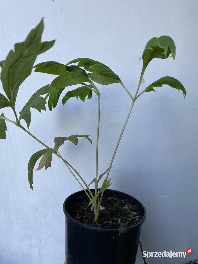 Piwonia YELLOW QUEEN Paeonia delavayi var