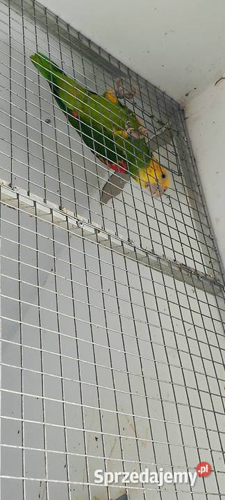 Amazonka Oratrix samiec Jastrzębie-Zdrój