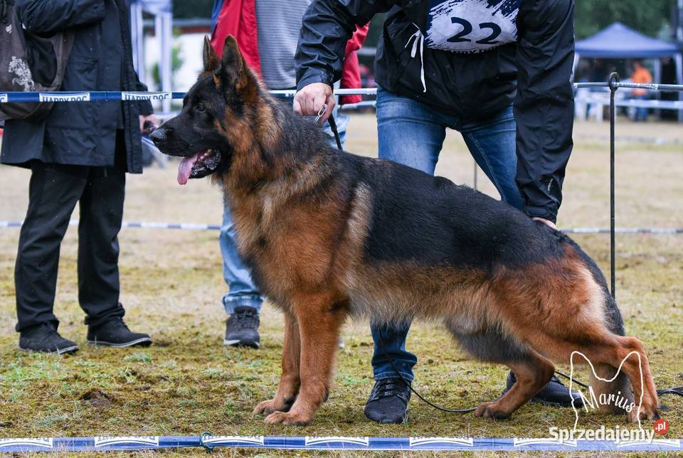 Owczarek Niemiecki szczenięta rodowód FCI Wiązów