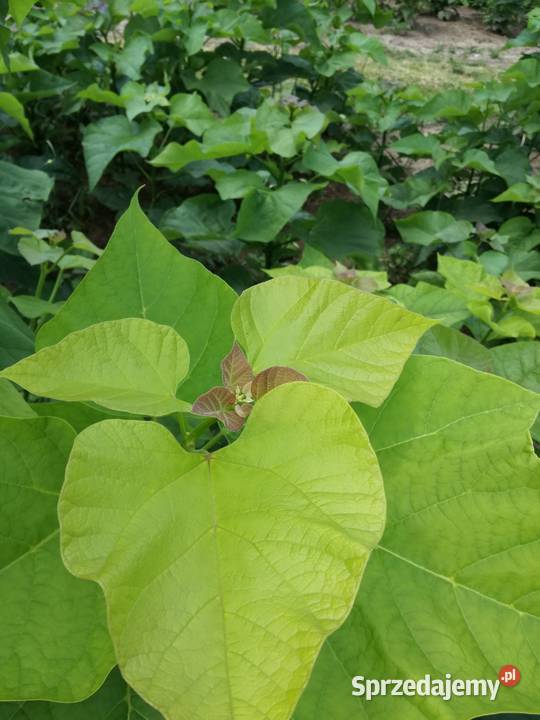 catalpa katalpa nieszczepiona surmia Rośliny Puławy sprzedam