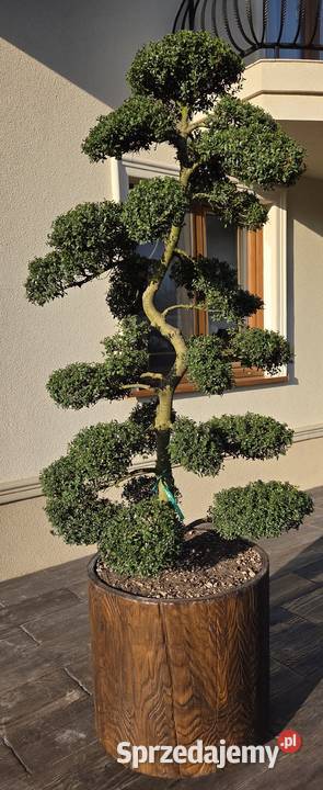 Donica betonowa okrągła duża 65 x 60 na krzew Ulanów sprzedam