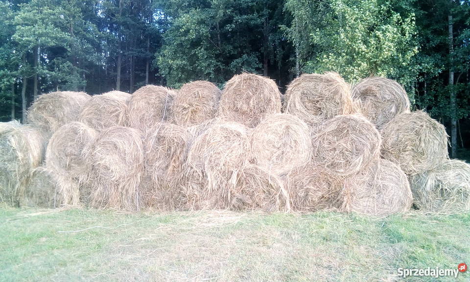 Sprzedam bele siana Kuligi