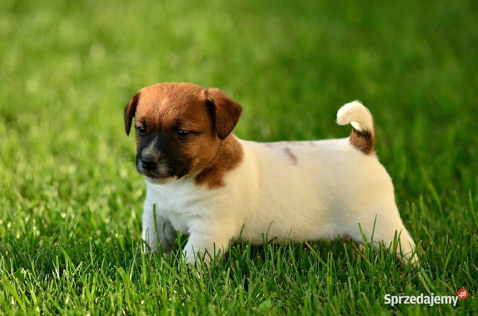 Szczenięta rasy Jack Russell terrier