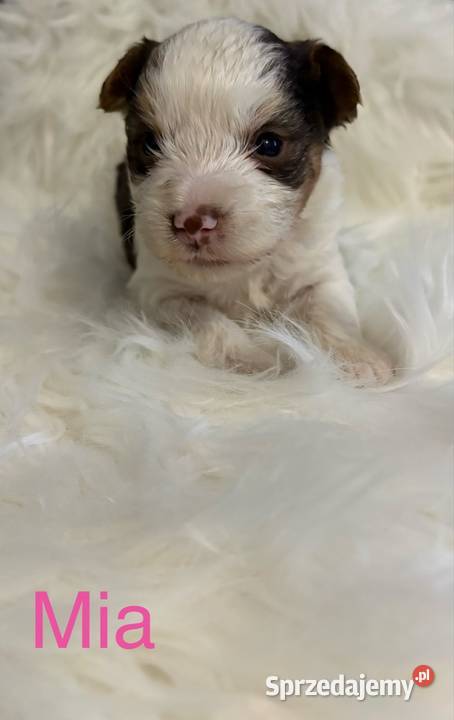 Do Rezerwacji Mia Yorkshire Terier Brio Konin sprzedam