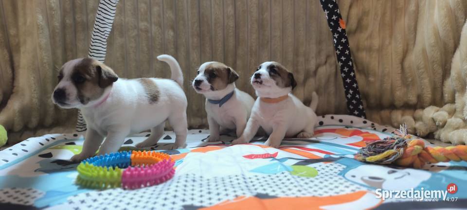 Jack Russell terrier fci Targanice