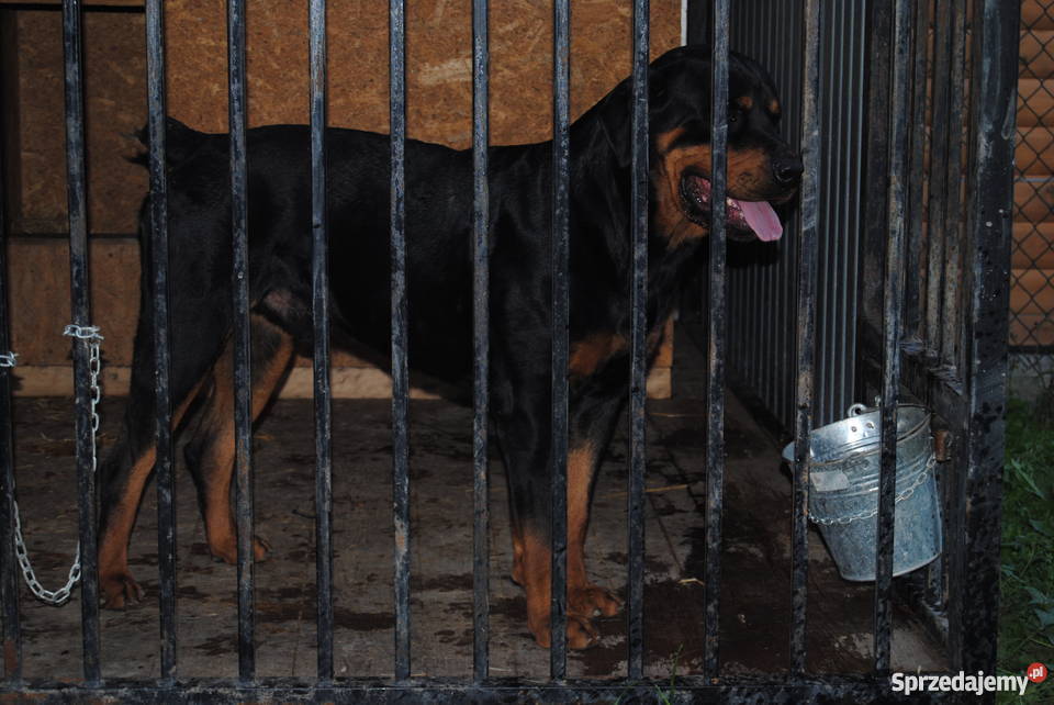 Rottweiler szczeniaki do oddania sprzedam
