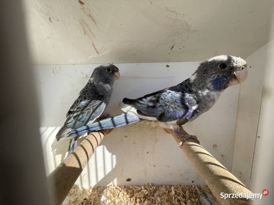 Rozella królewska Gorzów Śląski