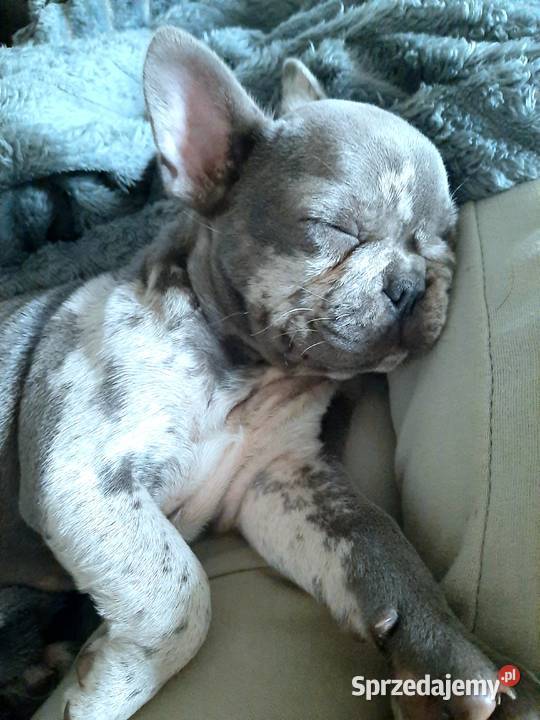 Buldog francuski piesek blue