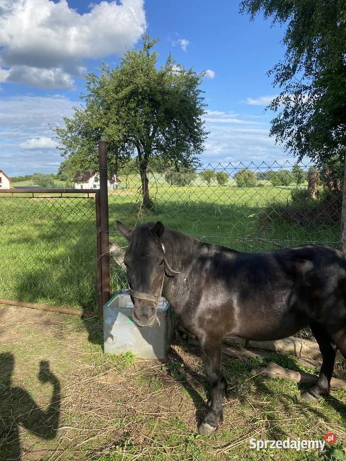 Kucyk aurora ma 4 lata dolnośląskie Mierczyce