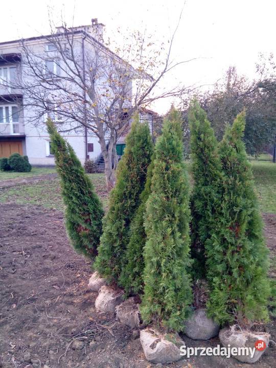Tuja szmaragd tuje thuja smaragd szmaragdowa łódzkie Łódź sprzedam
