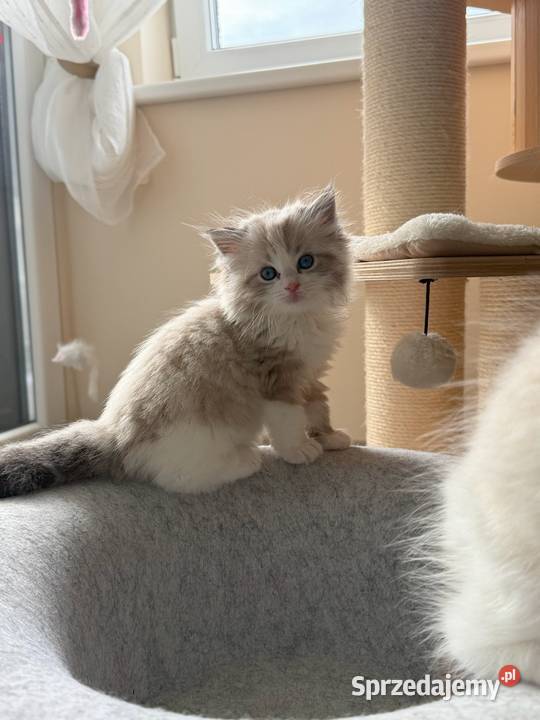 Ragdoll Elrond Hodowla Lazurowe Łapki Lubliniec sprzedam