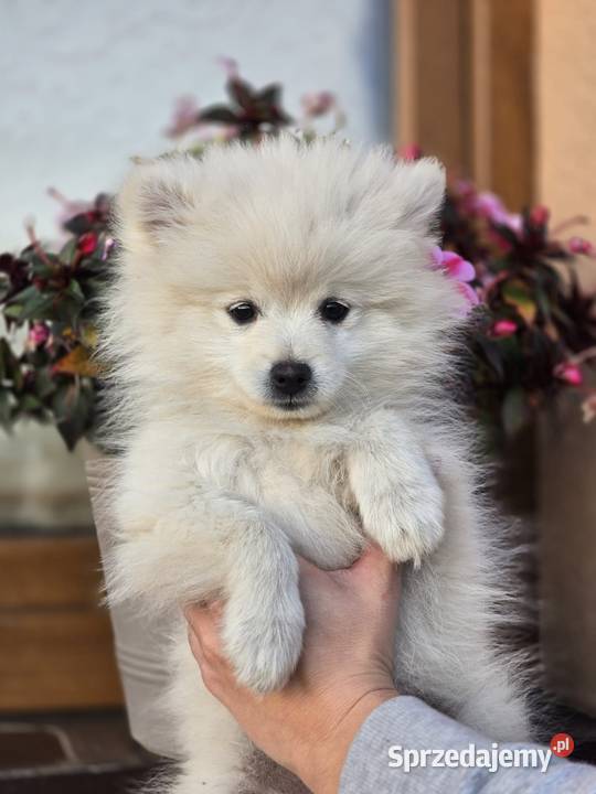 Szpic miniaturowy pomeranian Szpic miniaturowy Laski