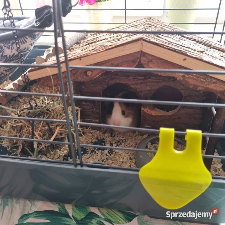 ŚWINKA MORSKA plus zestaw Przemyśl