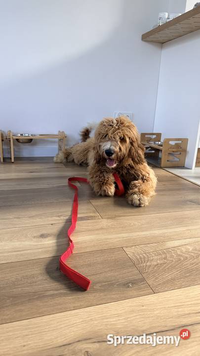 Goldendoodle Standard F1B