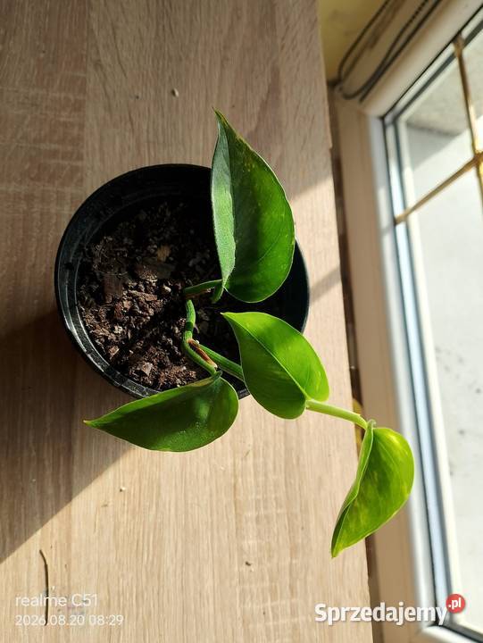 Epipremnum aureum sprzedam