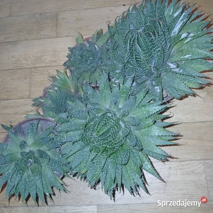 Aloes ościsły niski Nowy Dwór Wejherowski
