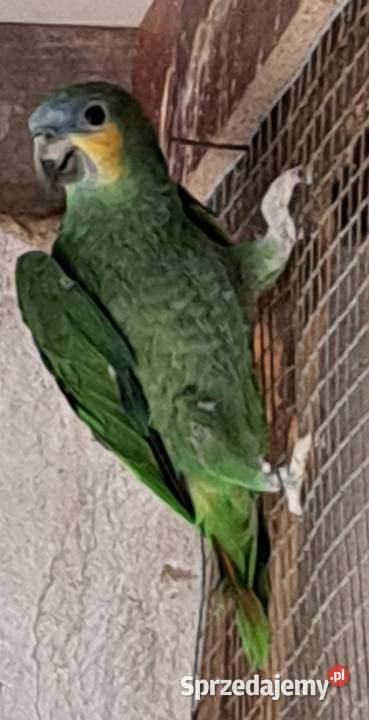 Sprzedam samca amazonki modrobrewej
