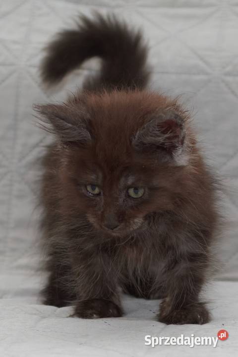 Maine Coon czarna dymna koteczka Ira Nannarella Słupno