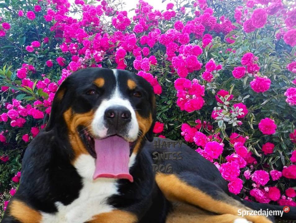 Duży Szwajcarski Pies Pasterski szczeniaki Katowice sprzedam