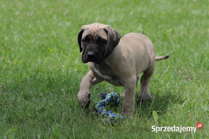 Presa Canario Dog Kanaryjski Psy Płock