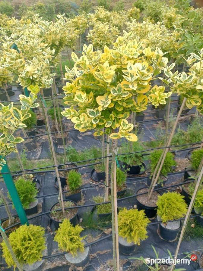 Trzmielina szczepiona Emerald Gold 60 do 160 Mielec
