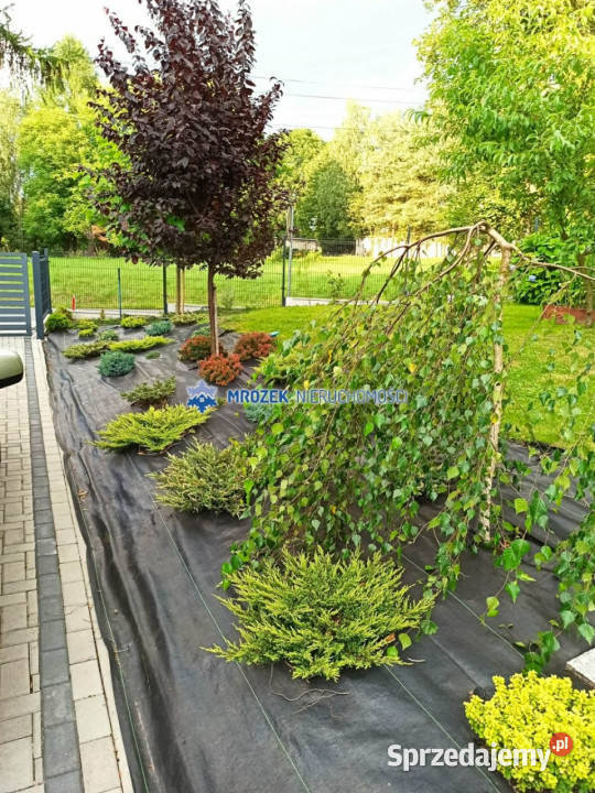 Kamienicę sprzedam 926m2 Zebrzydowice