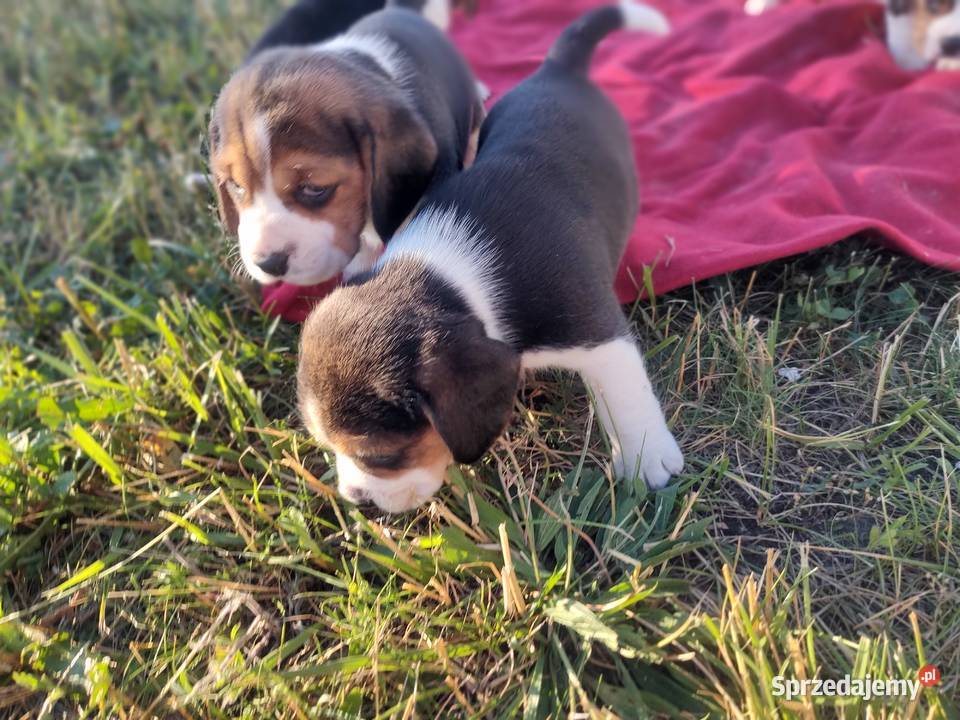 Beagle śliczne szceniaki Beagle kujawsko-pomorskie Kruszyn