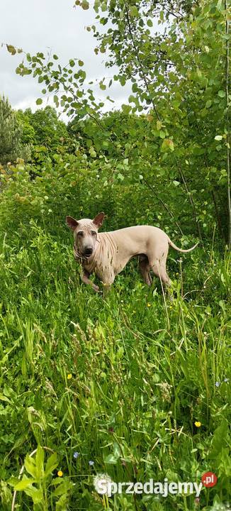 Thai Ridgeback Dog dog thajski Tarnów sprzedam