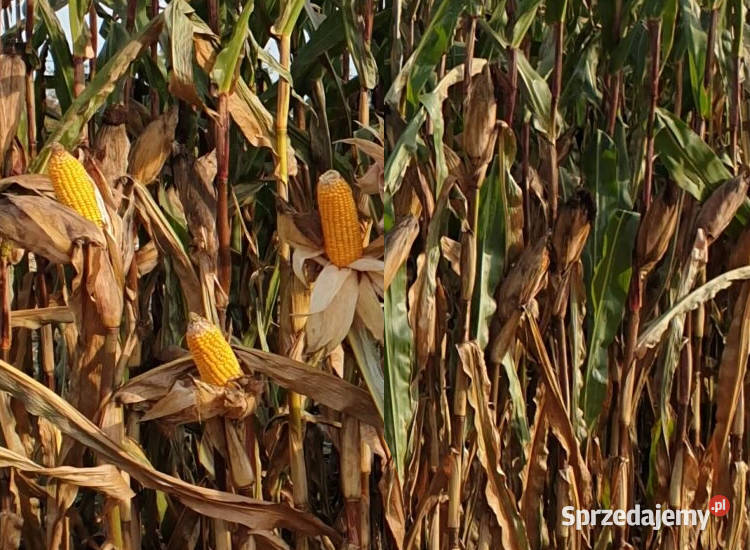 Materiał siewny kwalifikowany kukurydza IGP wielkopolskie