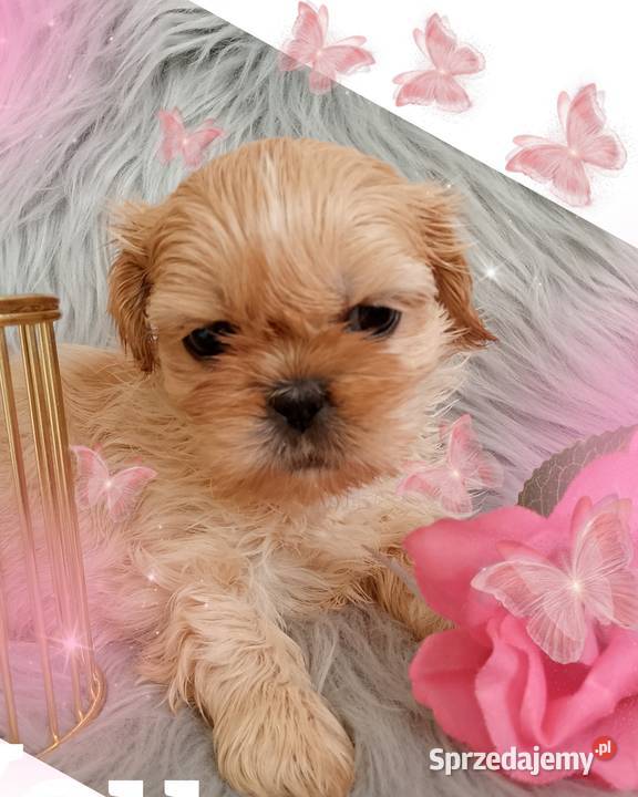 Do odbioru śliczna suczka rasy ShihTzu Shih Tzu Zwierzęta Syców
