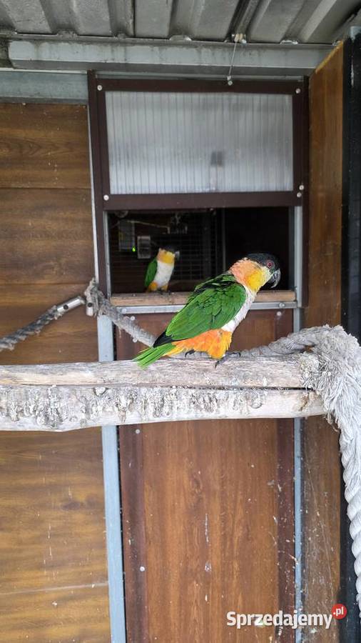 Amazonka Barwinka para lęgowa Zwierzęta Ornontowice