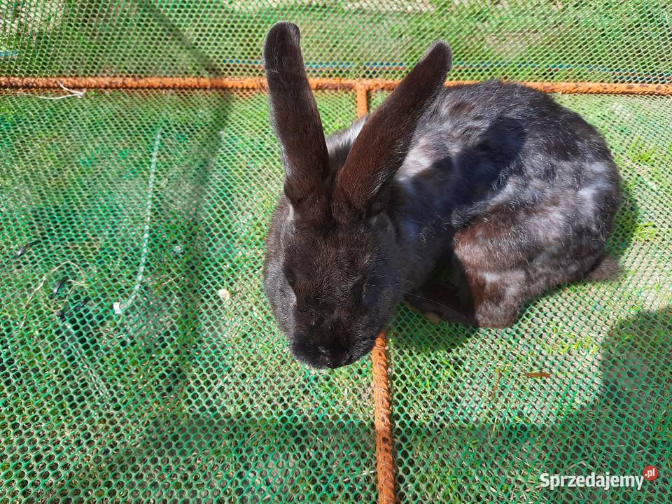 Samce 10 miesiecy Stare Podole sprzedam